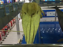 -上海海洋大学鱼文化博物馆(军工路校区)