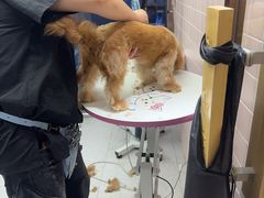 -FAELING PETS美天灵宠物(富力广场店)