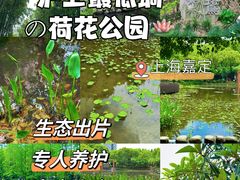 -陈家山荷花公园