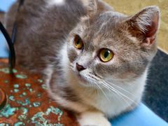 -猫色咖啡·猫咖