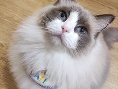 -MOCHA明星猫咖(田子坊店)