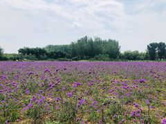 -北京东方普罗旺斯薰衣草庄园