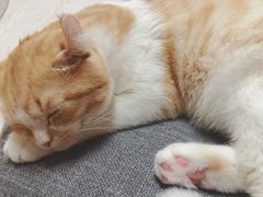 -猫和宫(六道口店)