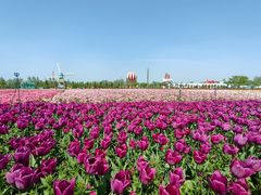 -荷兰花海