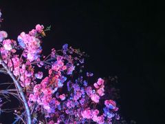 -天适樱花悠乐园