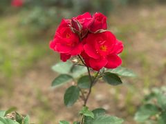 -南京外国语学校(仙林分校西区)