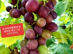 -中国电信(庄子沟营业厅)