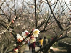 -香雪海