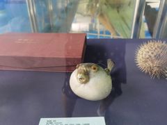 -上海海洋大学鱼文化博物馆(军工路校区)