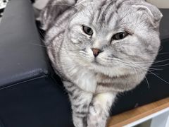 -佳怡动物医院·平价24小时·猫专科骨外科