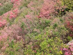 -木兰云雾山