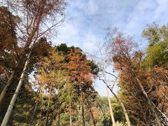 -火炉山森林公园