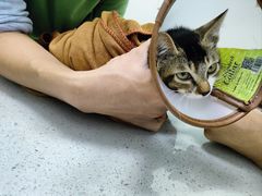 -瑞鹏宠物医院·微创内窥镜·骨外科·牙科(翠竹分院)