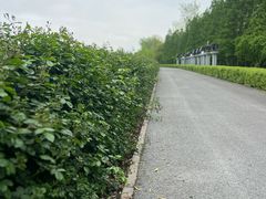 -上海滨江森林公园