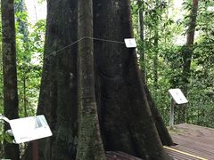 -武吉知马自然保护区