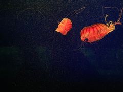 -西安曲江海洋极地公园