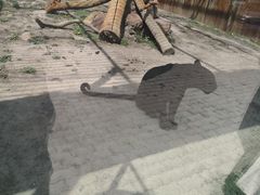 -新疆天山野生动物园