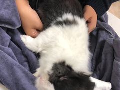 -美联众合动物医院·24h转诊中心
