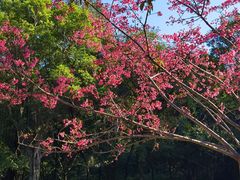 -广州市白云山风景名胜区