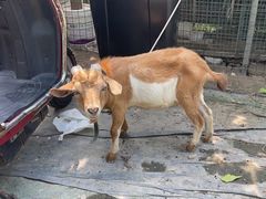 -马陆小张葡萄园农家乐