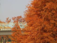 -白鹭湾湿地公园