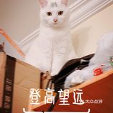我的邻居是喵喵