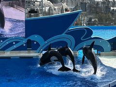 -上海海昌海洋公园