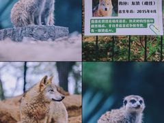 -红山森林动物园