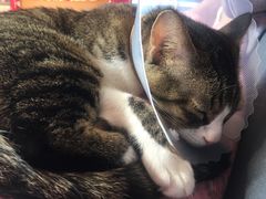 -纳吉亚猫专科动物医院博雅分院