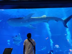 -烟台海昌鲸鲨海洋公园