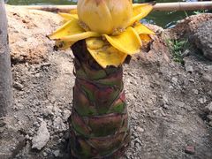 -南通洲际绿博园