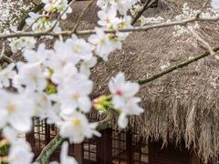 -中国茶叶博物馆(双峰馆区)