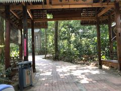 -瑞丽独树成林风景区