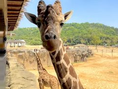 -泉州海丝野生动物世界
