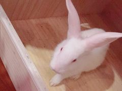-藦茜花园宠物主题亲子互动体验馆(国顺东路店)