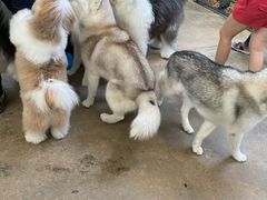 -TrueLove @ Neverland (Husky Cafe)