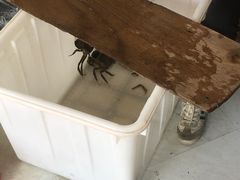 -阳澄湖大闸蟹·琼灵阁牌品牌连锁(吴中总店)