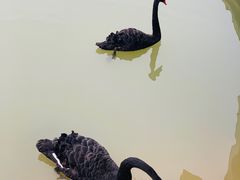 -荷兰花海