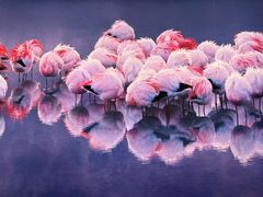 -罗红摄影艺术馆