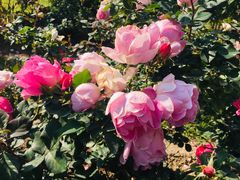 -人民公园(罗湖区)