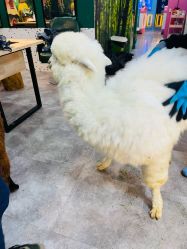 -神奇动物撸宠馆·羊驼·小浣熊·异宠(豫园店)
