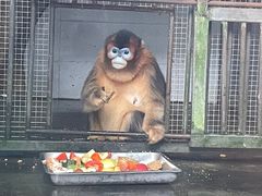 -贵州森林野生动物园