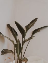-Fundi张玉珊修身堂·indiba·BTL科技瘦身