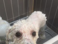 -小呆的宠物店·宠物售卖·宠物寄养(城西店)