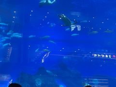 -成都浩海立方海洋公园