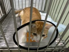 -福懋动物医院·犬猫全科·外科·重症科(杏林分院)