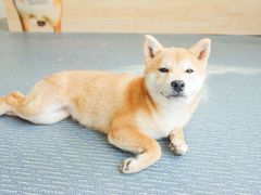 -柴源莊·柴小宠柴犬咖啡