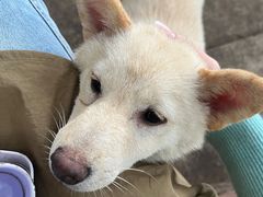 -柴犬高等学院·狗咖·柴犬售卖·宠物训练