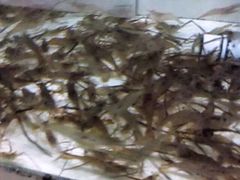 -正宗高流河饭店原创风姜鸡