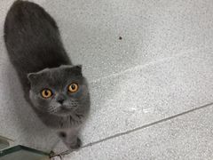 -我爱猫咪·猫咖·狗咖·安哥拉兔·羊驼咖(小寨华旗店)